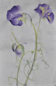 Nancy Payne Sweetpeas